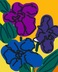 3-VANDA-ORCHIDS
